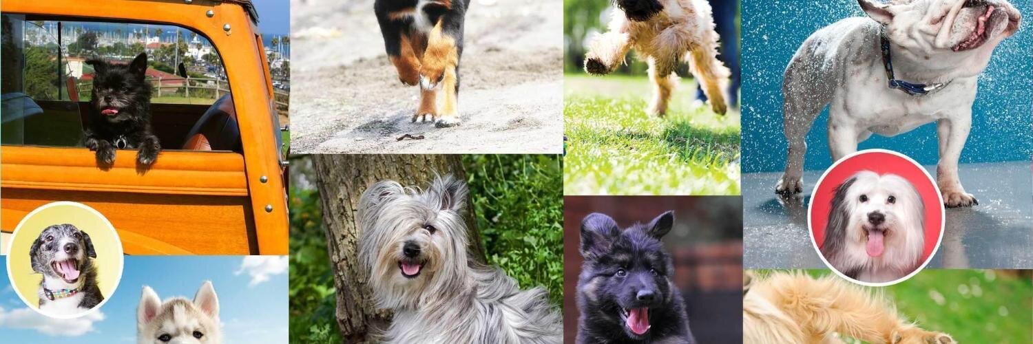 Chiens@Donner banner
