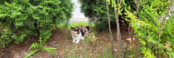 Coc_IUSP2M_trpg Profile Banner