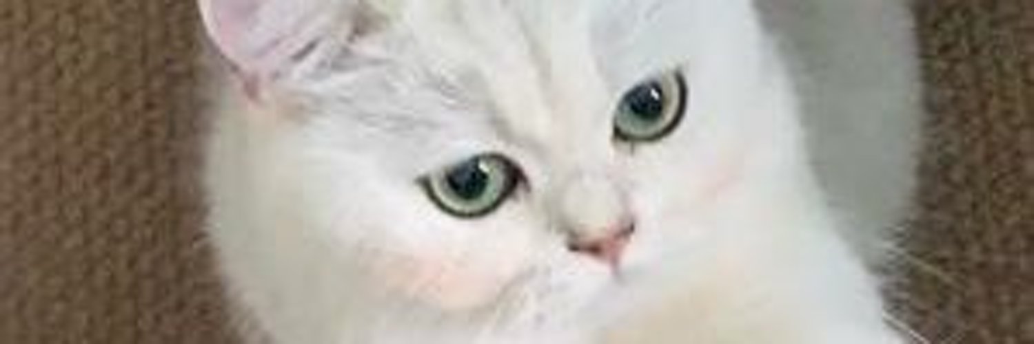 PlanFallacy's profile banner image