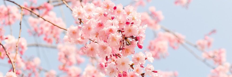 Sheena Kretzmer banner