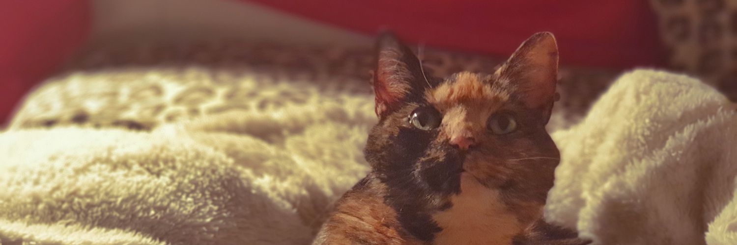 lvuwillow's profile banner image