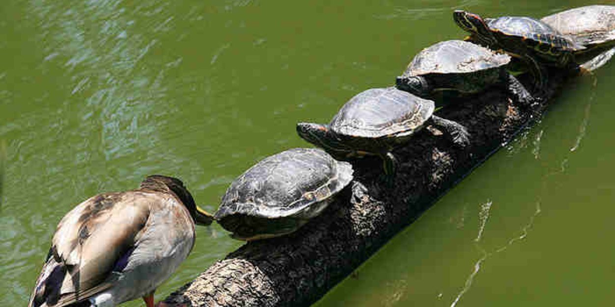 RealTurtleFacts's profile banner image