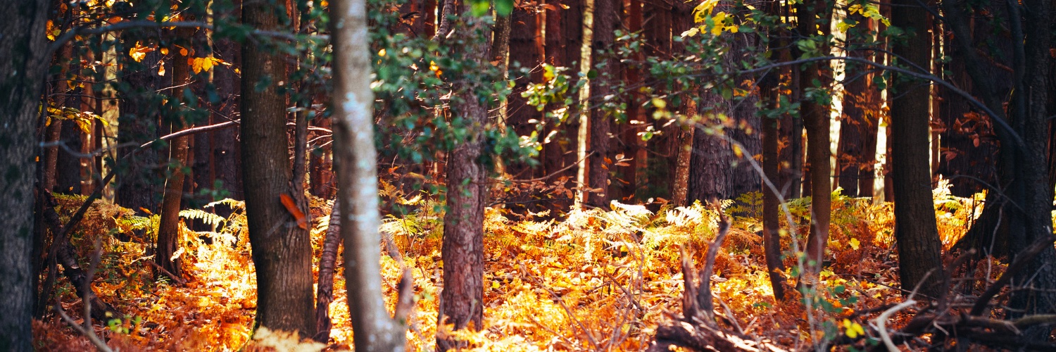 pierregrx_'s profile banner image