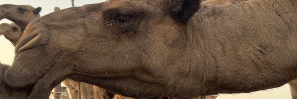 klq_p1 Profile Banner