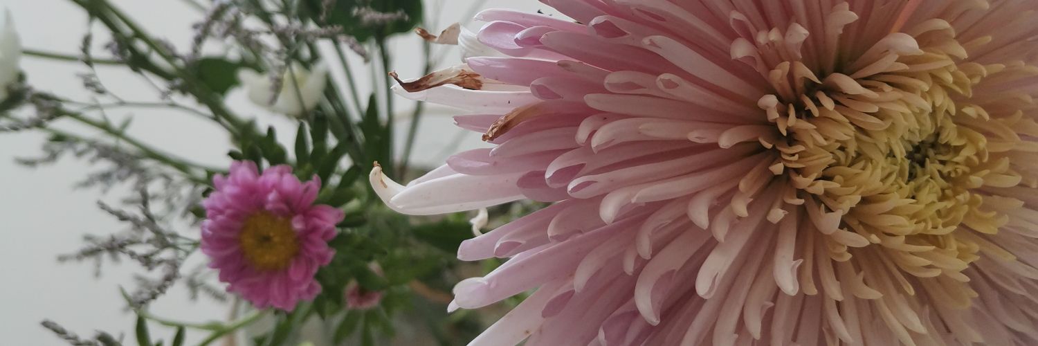 vanibarboni's profile banner image