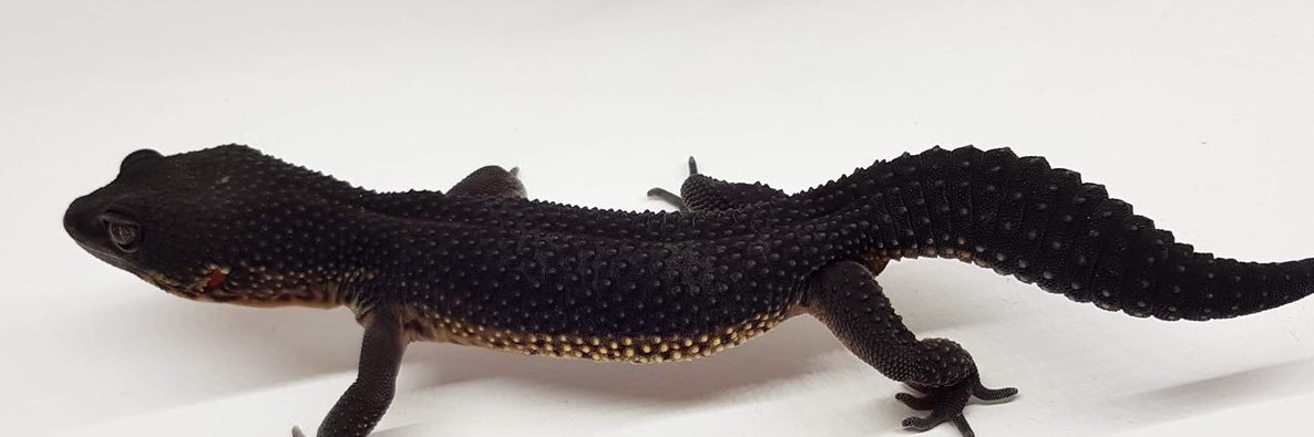 ファニーテール大阪本店 banner