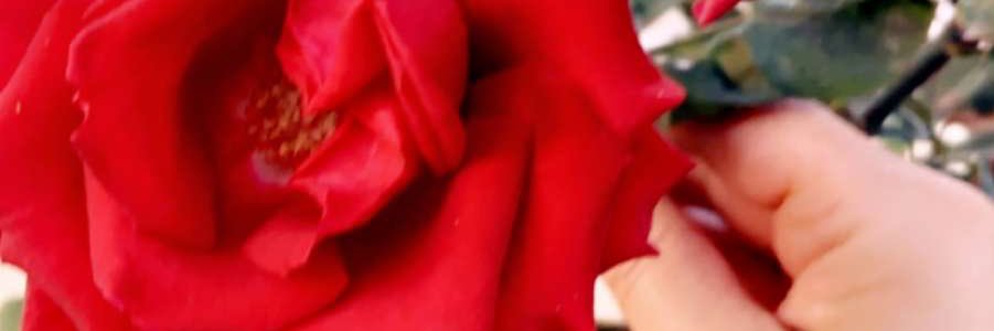 حنين .. banner