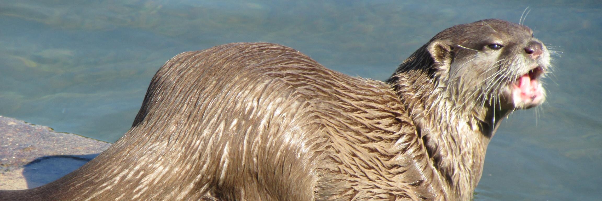 peewich's profile banner image