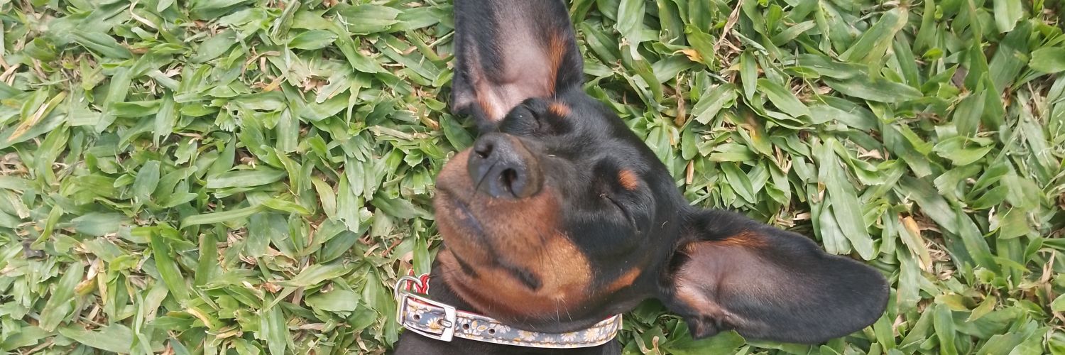 ailindebardeci's profile banner image