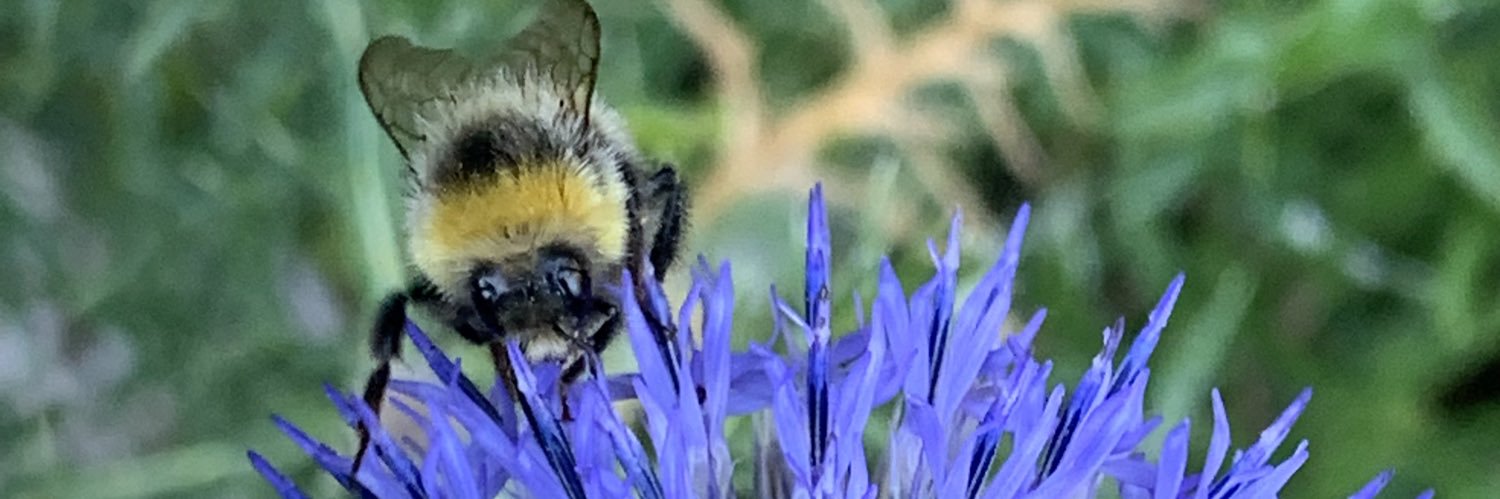 emilyveg's profile banner image