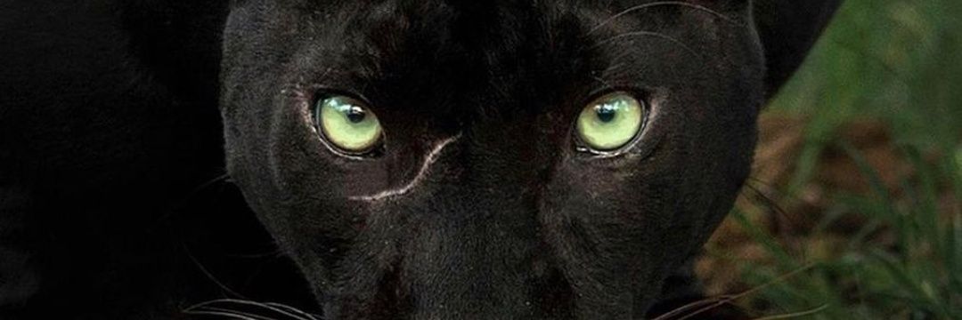 Fauna NATURAL's banner