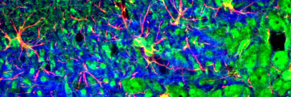 LabMoehle Profile Banner