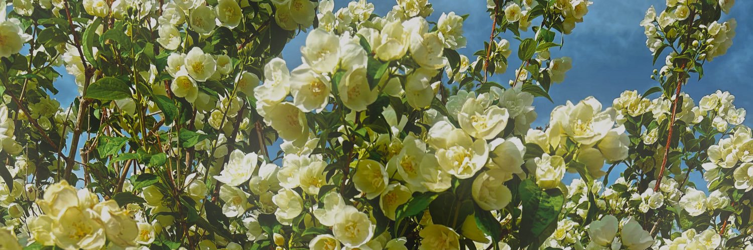 elena_opp's profile banner image