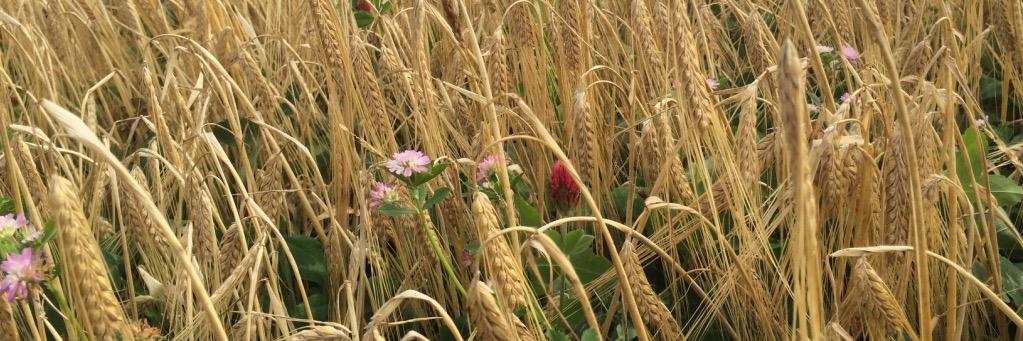 Shimpling Park Farm banner
