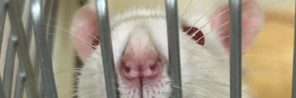 ceciluckwu Profile Banner