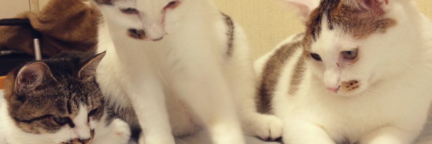 okopin's profile banner image