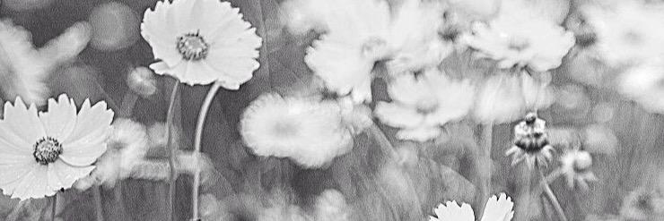 marthapc's profile banner image