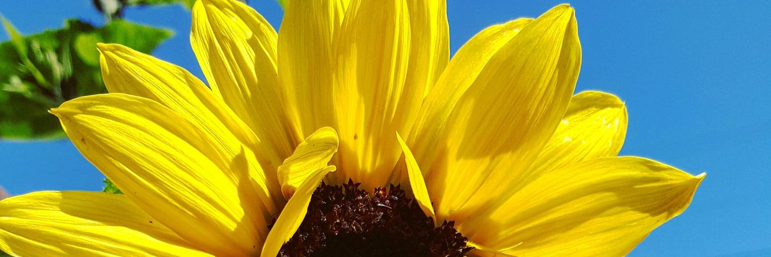 annemack's profile banner image