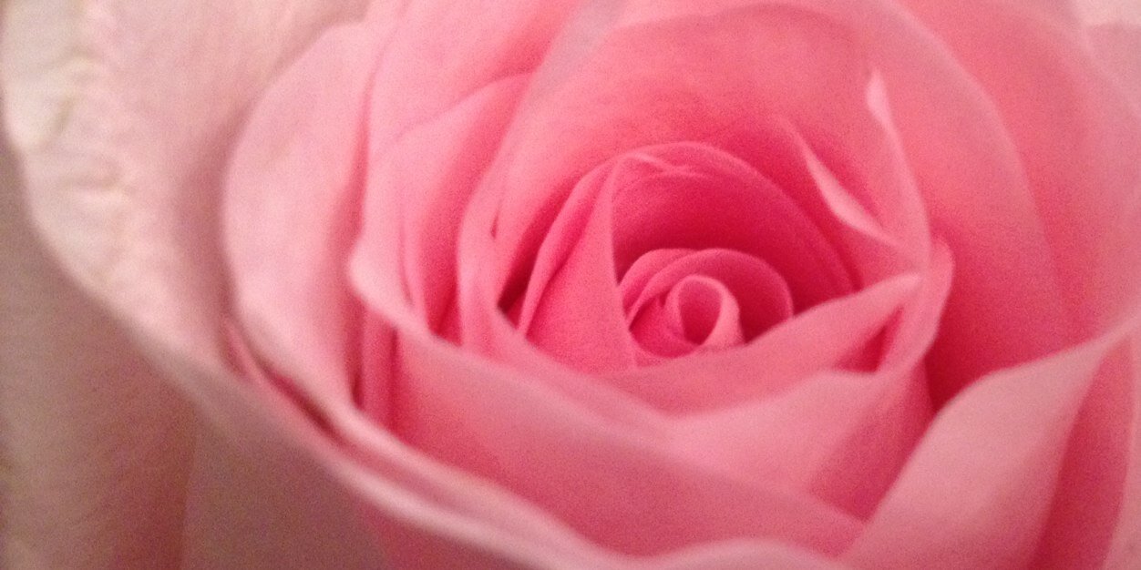 NicholleDrover's profile banner image