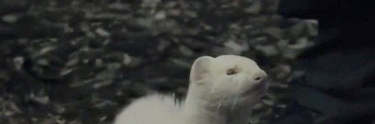 ruu_nosub's profile banner image