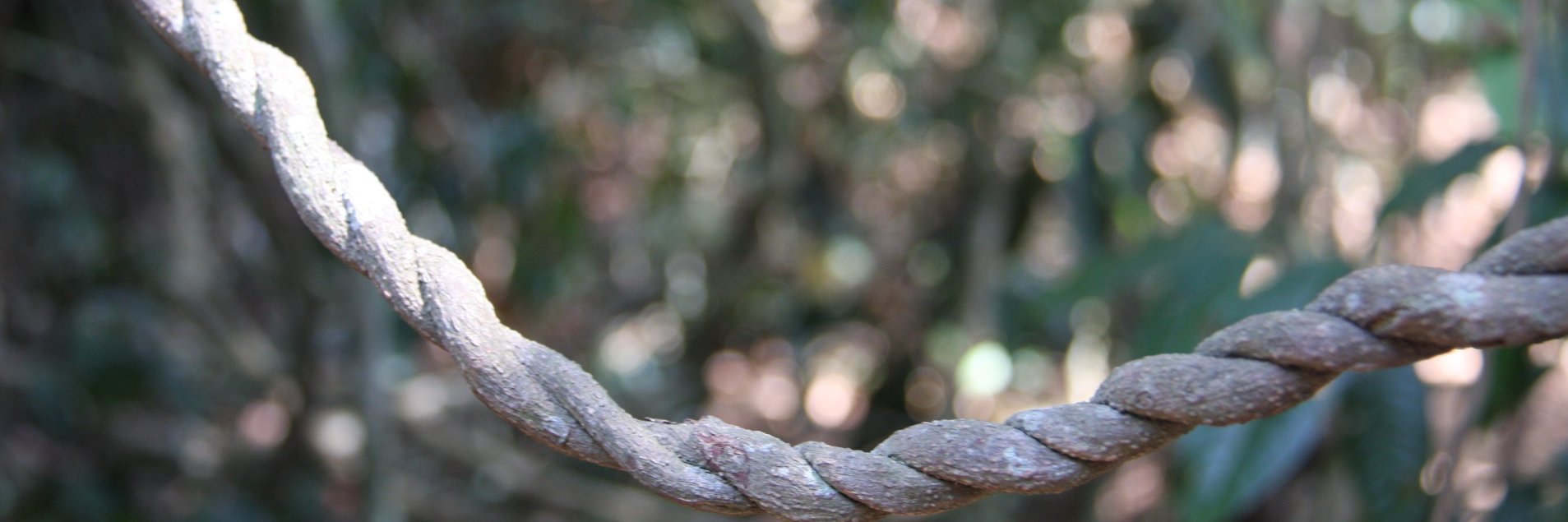 CPrivier's profile banner image