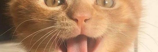 caamilabuss's profile banner image