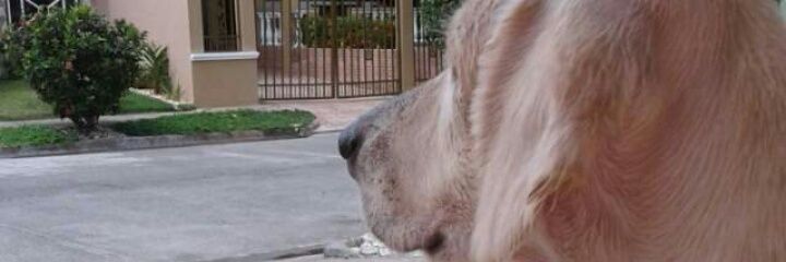 Rolando Edwin. banner
