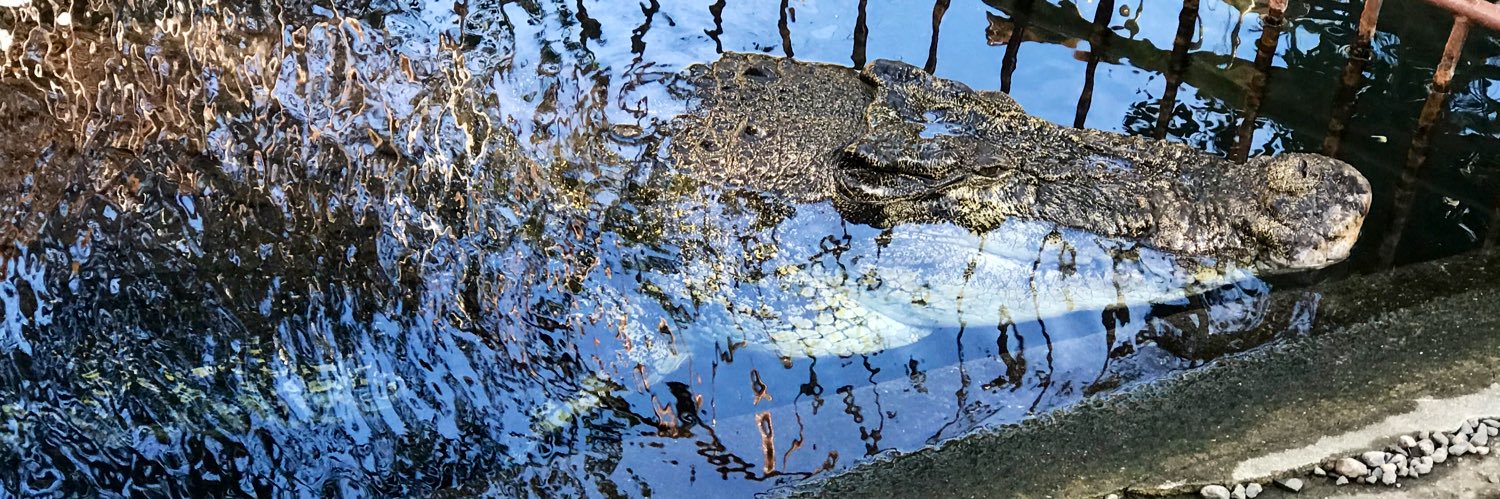 ワニ姐さん(ぬいぐる族)🐊 banner