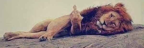 mulldogforever's profile banner image