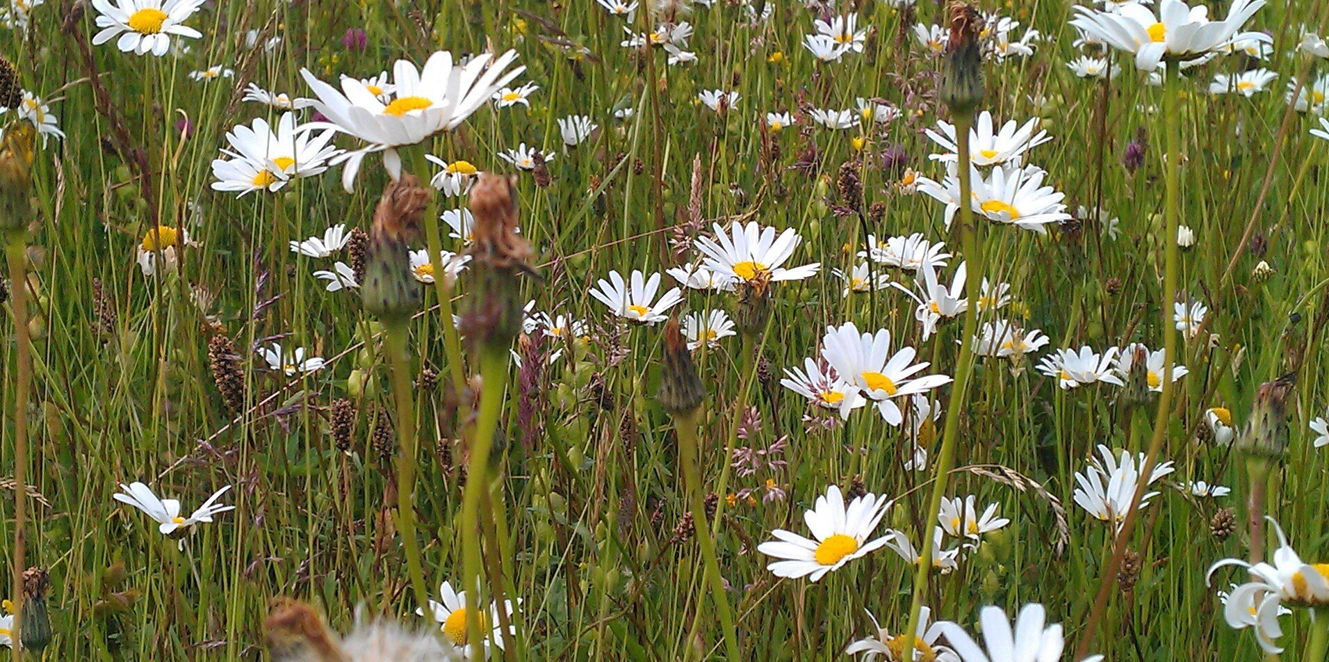 wildwye's profile banner image