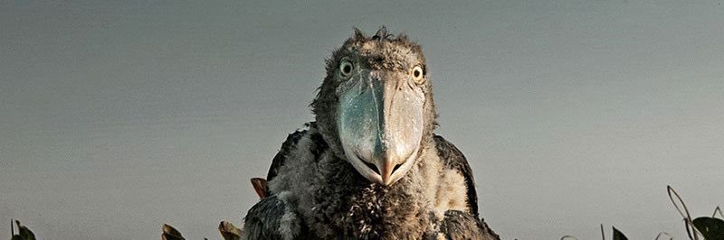 🐉 unicorn banshee destroy mode 🐝 banner