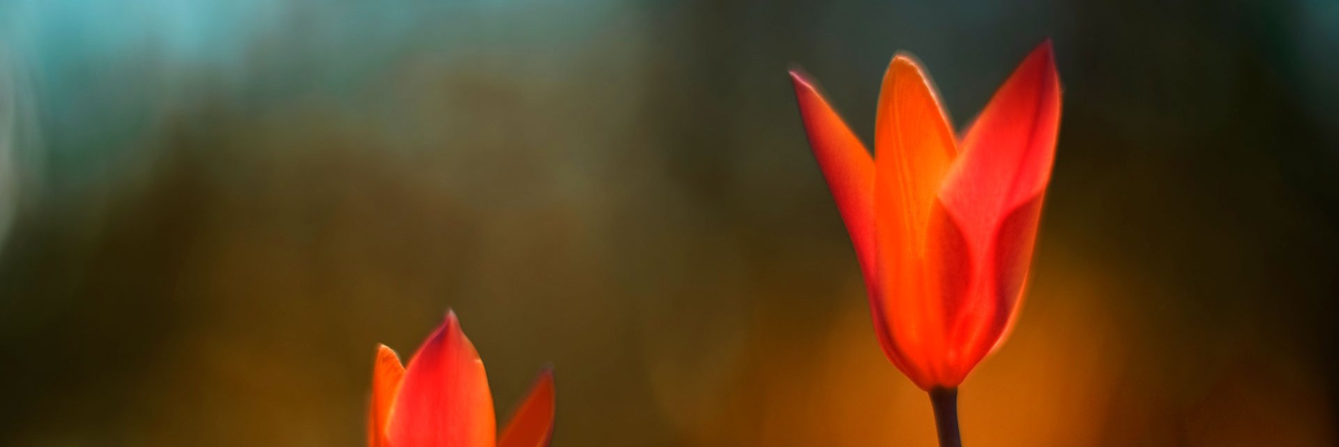 maytecimarrona's profile banner image