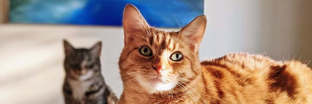tomekson's profile banner image