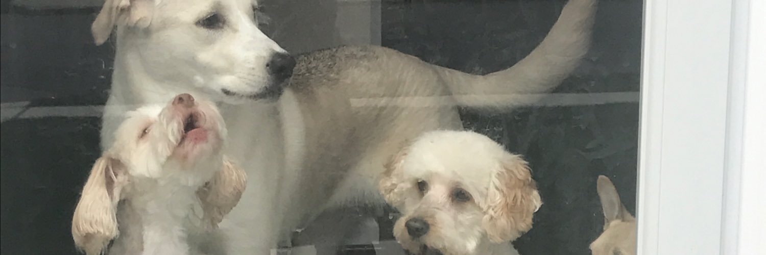 TinaLepard's profile banner image