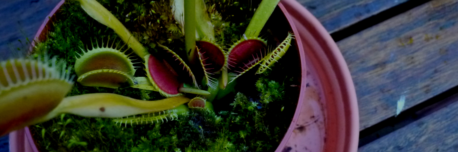 TriploidTree (@mastodon.ie) banner