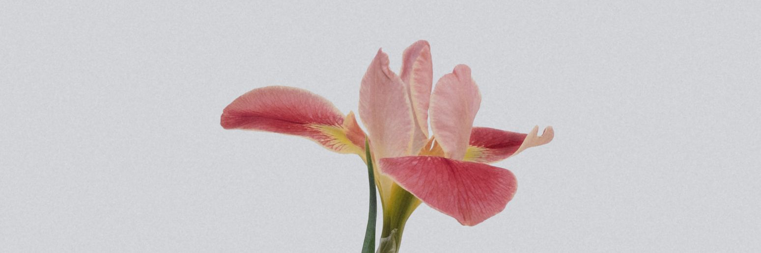 Chuchu_joa's profile banner image