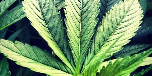 VoteWeed's profile banner image