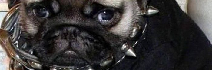 CelestialMilkk's profile banner image