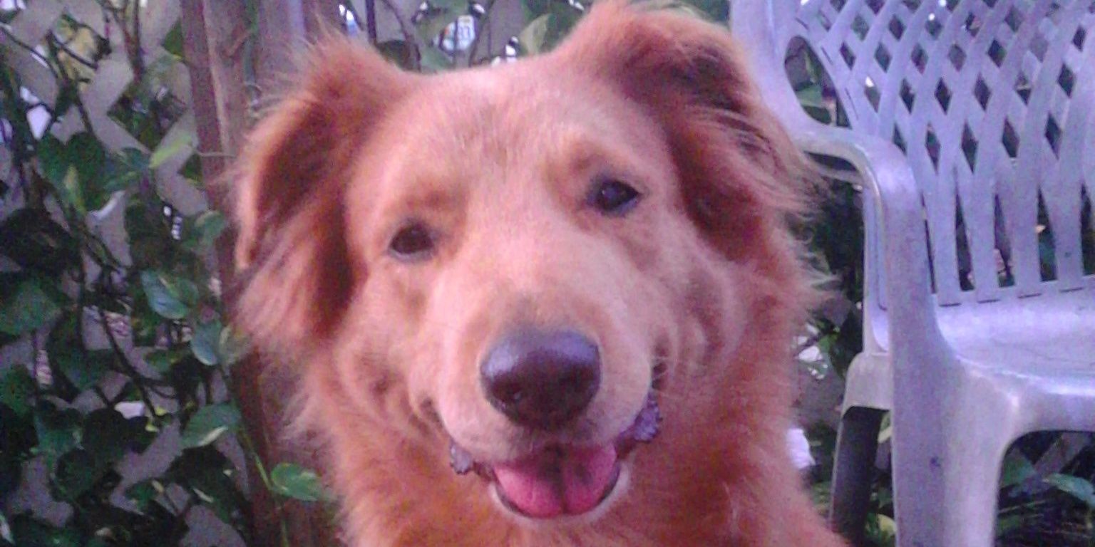 zdmoose's profile banner image