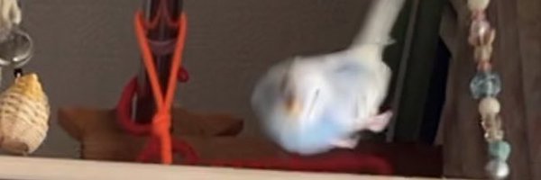 anoyode0 Profile Banner