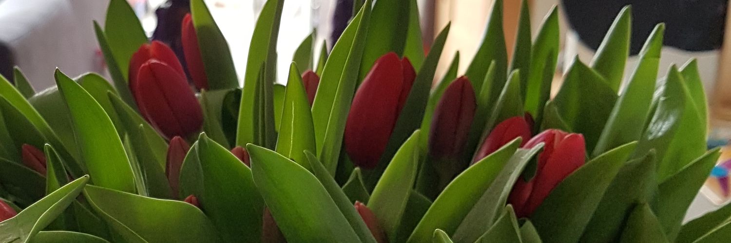 SpringInge's profile banner image
