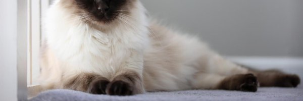 ImAVanillaBean_ Profile Banner