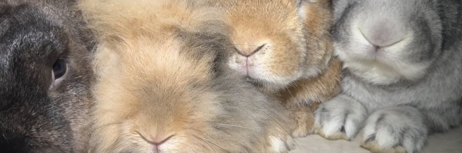 vaneromerot's profile banner image