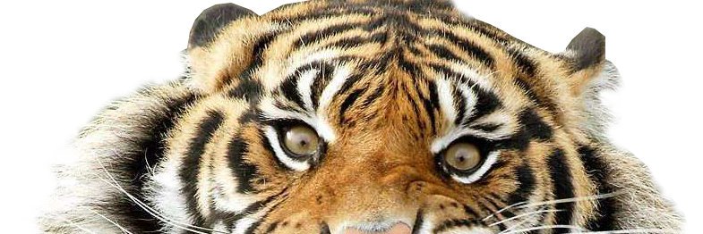 tigers_sms's profile banner image