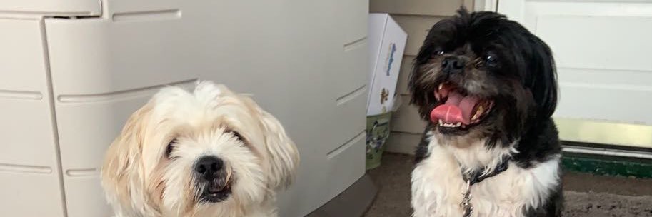 forrest_chump's profile banner image