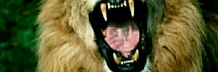 Leonardo Ridella🦍🇦🇷 banner