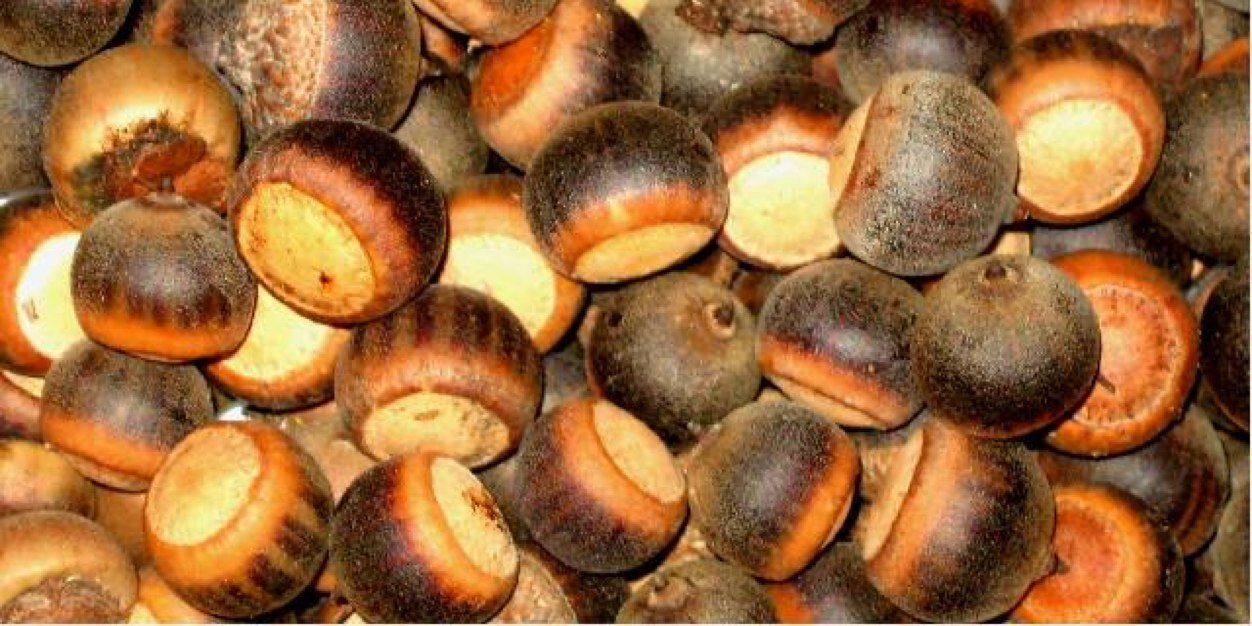SquirrelPix's profile banner image