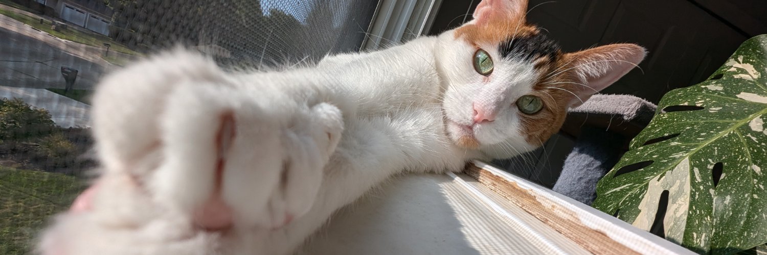 ZaeCat's profile banner image