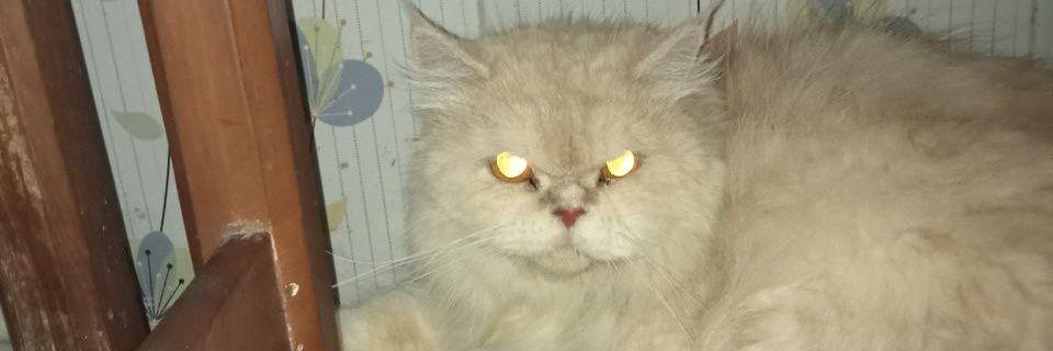wlowlowelo's profile banner image