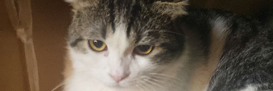 vickyleoo_'s profile banner image